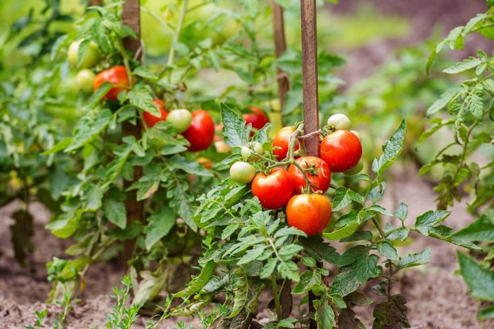 How to grow tomatoes?